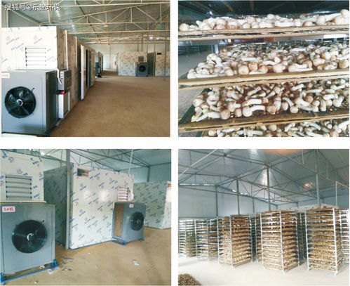 食品烘干設(shè)備 為何需要烘干食用菌香菇及烘干機(jī)選型要點(diǎn)